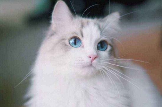 猫鼻子发白