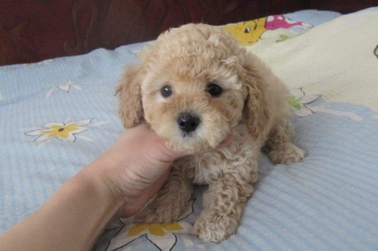 犬瘟神经症状的表现，患病狗狗还能活多久