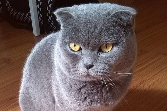 英短蓝猫的优缺点，适应力强不太掉毛但易肥胖