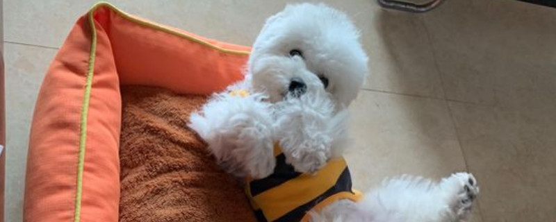 养比熊犬需要准备什么