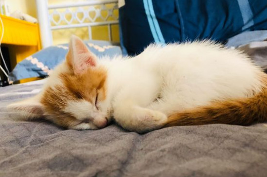 猫咪尿血是怎么回事