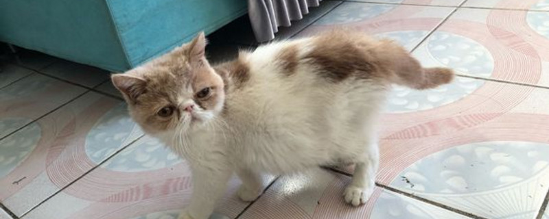 猫咪口炎初期症状