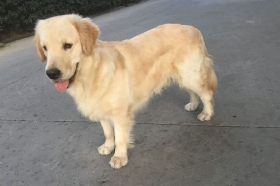 爱尔兰雪达犬和金毛犬的区别