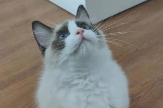猫咪四联疫苗包括哪些