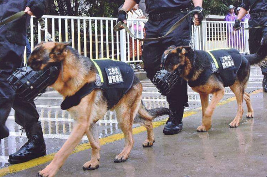 防暴犬有几种