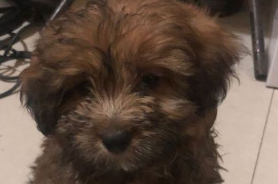 狗狗怀孕了有什么特征