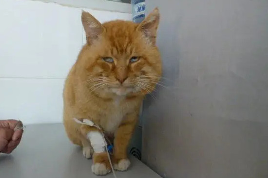 小猫偶尔打喷嚏正常吗