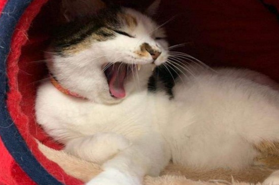 猫感冒一般几天自愈
