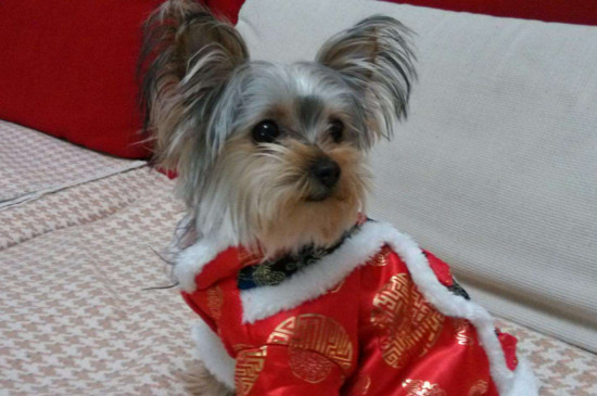 无体味不掉毛的小型犬，体味最小最干净狗狗排名