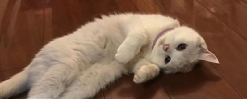 猫咪可以吃水果吗
