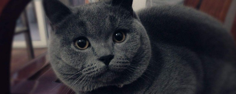 包子脸猫咪是什么品种，英短和狸花猫能长成包子脸