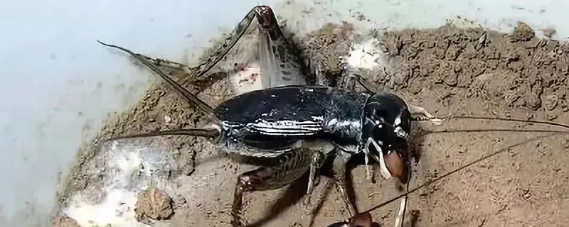 蝈蝈会撑死吗