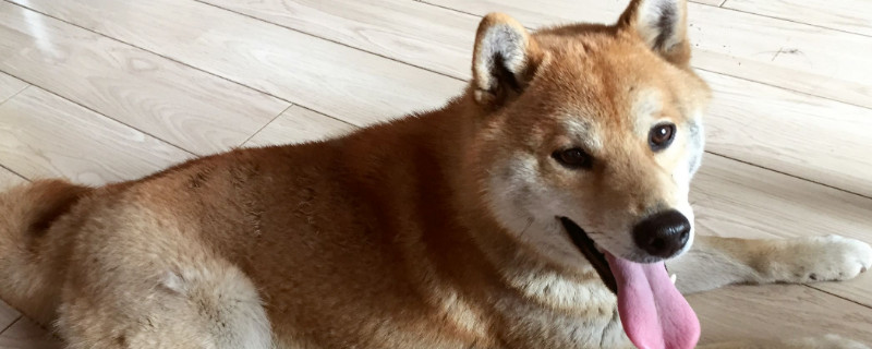柴犬聪明吗