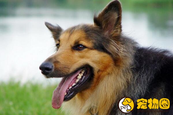 德国黑背犬是德牧品种的分支，稳坐警犬队伍第一把交椅