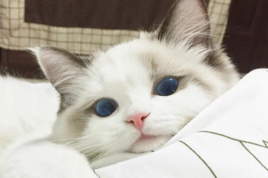 英短母猫多大可以配种