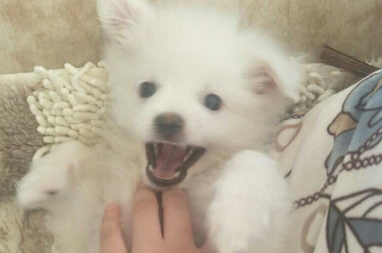 三个月小狗每天蛋黄能吃多少