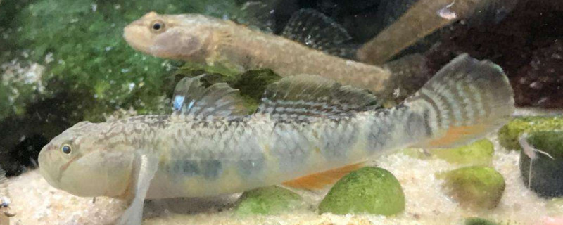 流水养鱼的优缺点