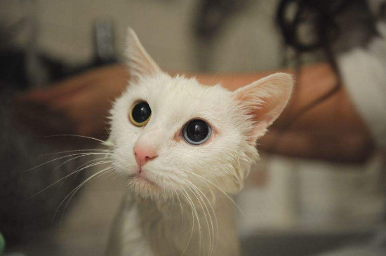 猫咪发腮吃什么食物