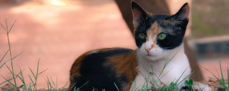 猫不吃鱼正常吗