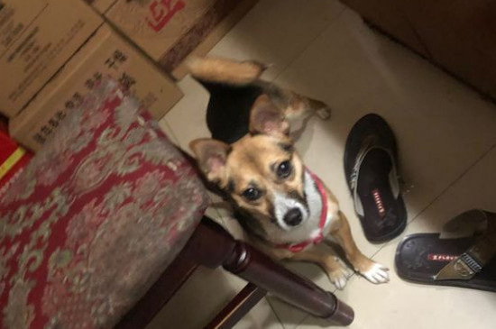 狗得脑炎的症状