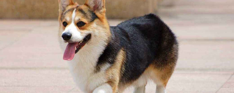 42种名犬