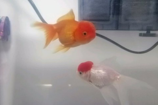 金鱼换鳞吗