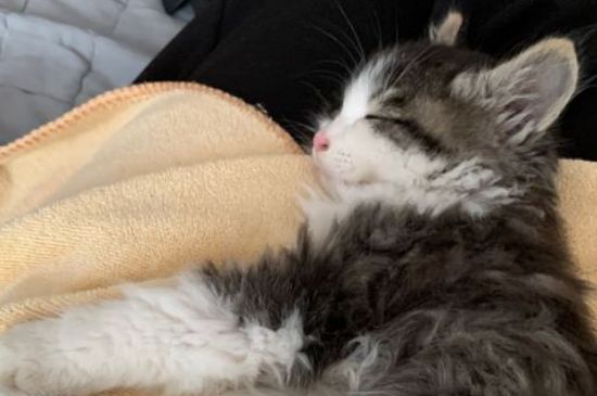 猫咪上完猫砂爬床不脏吗