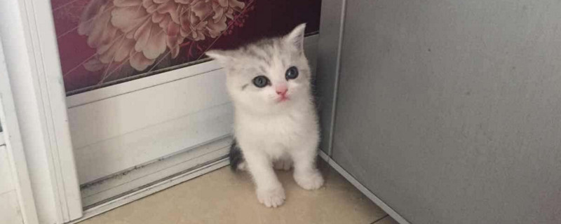 五粉猫是什么意思