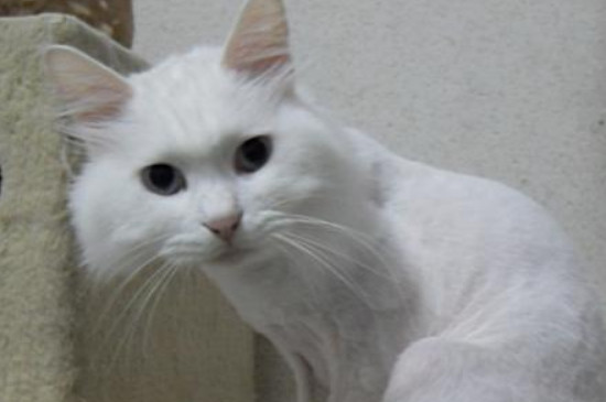 猫咪顺拐正常吗