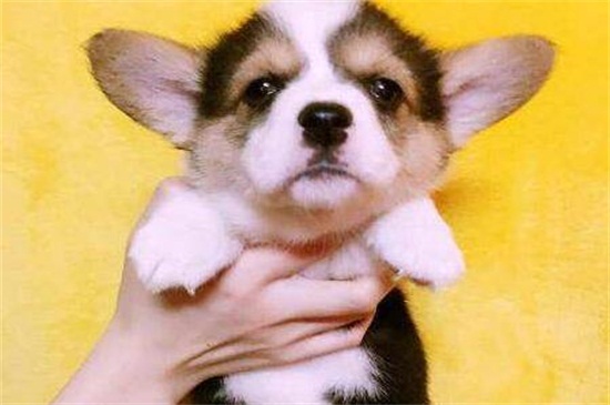 犬瘟能治好吗