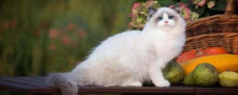 猫脱毛是什么原因