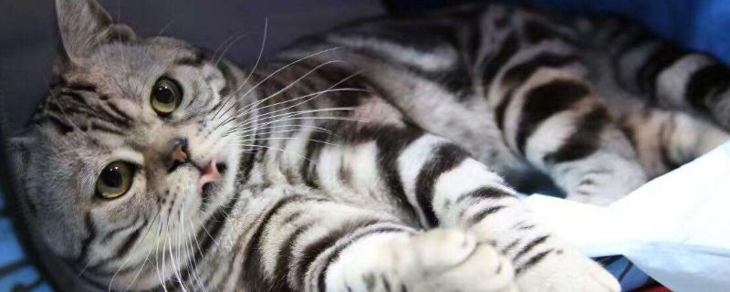 英短贵还是美短贵