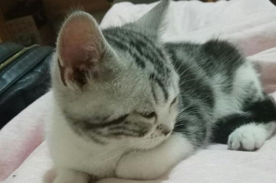 猫得了支原体感染