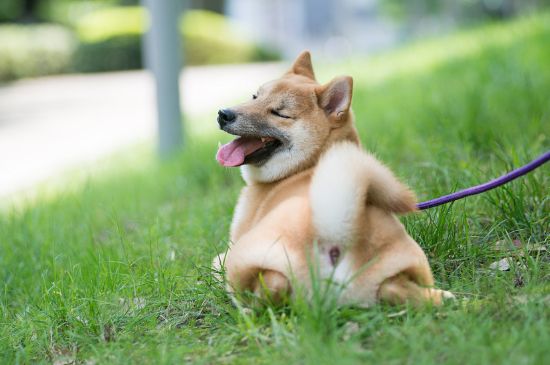 柴犬和金毛哪个聪明