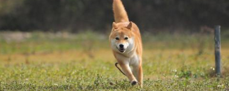 柴犬秋田犬区别