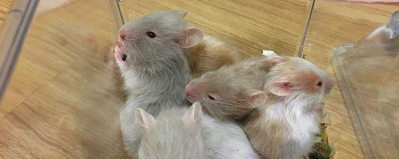 仓鼠为什么吃自己的孩子