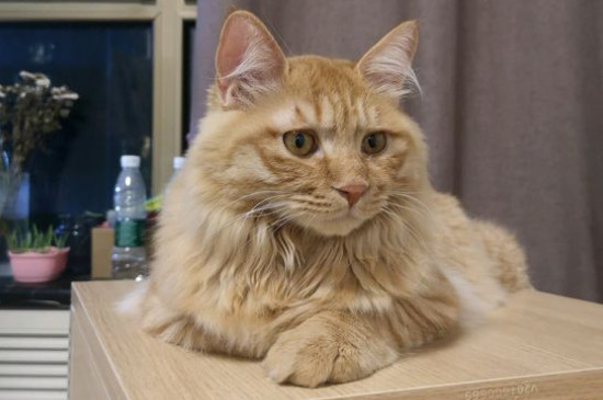 橘猫是土猫吗