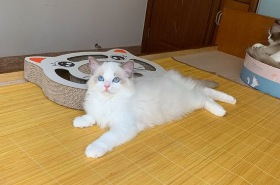 猫耳朵怎么清理