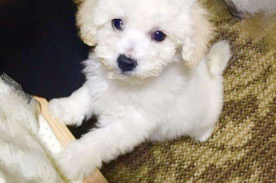 比熊犬好养吗