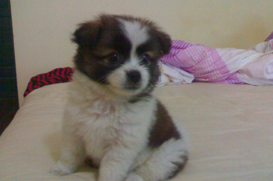 蝴蝶犬串串是土狗吗