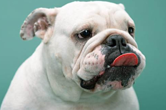 英国斗牛犬能吃香蕉吗