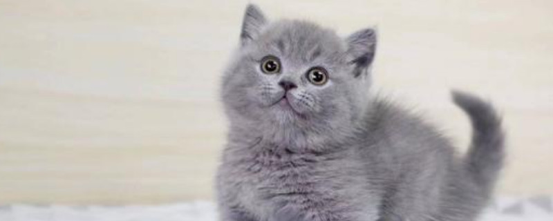 纯种蓝猫怎么鉴别