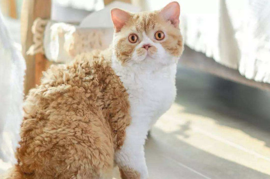猫感冒怎么办