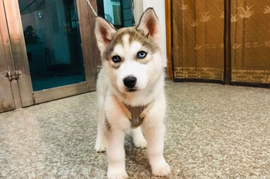 哈士奇幼犬多少钱一只，品相一般的二哈价格在1200～4000元