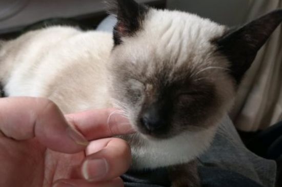 母猫和公猫的区别