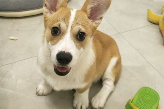狗的品种小型犬