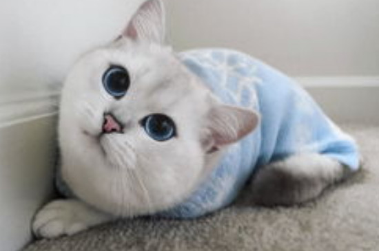 猫可以吃蛋白吗熟的