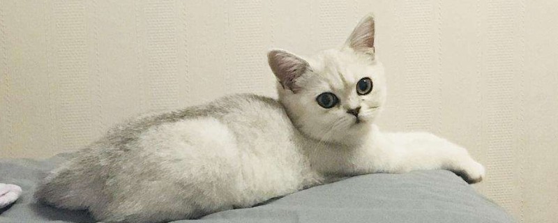 猫咪一直叫是什么原因