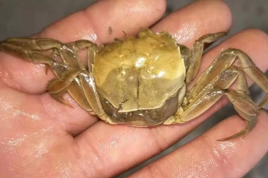 螃蟹脱壳后壳去哪了