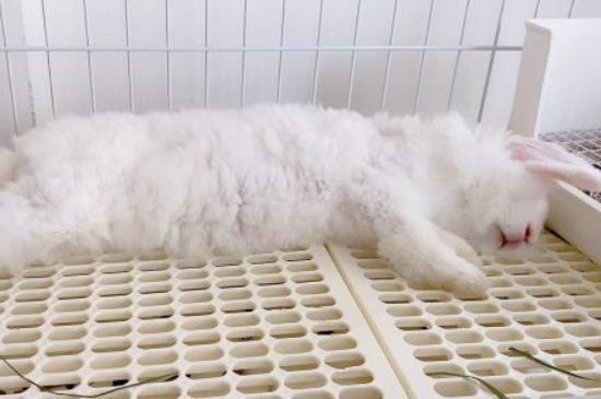 兔子怀孕明显症状